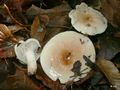 Hygrophorus lindtneri